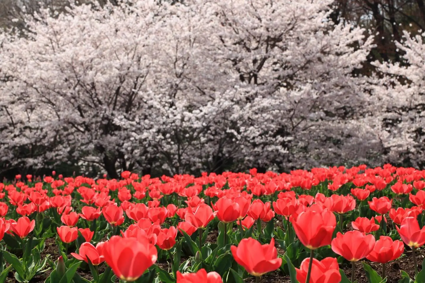Photo: TANAKA Juuyoh (田中十洋) / CC BY 2.0