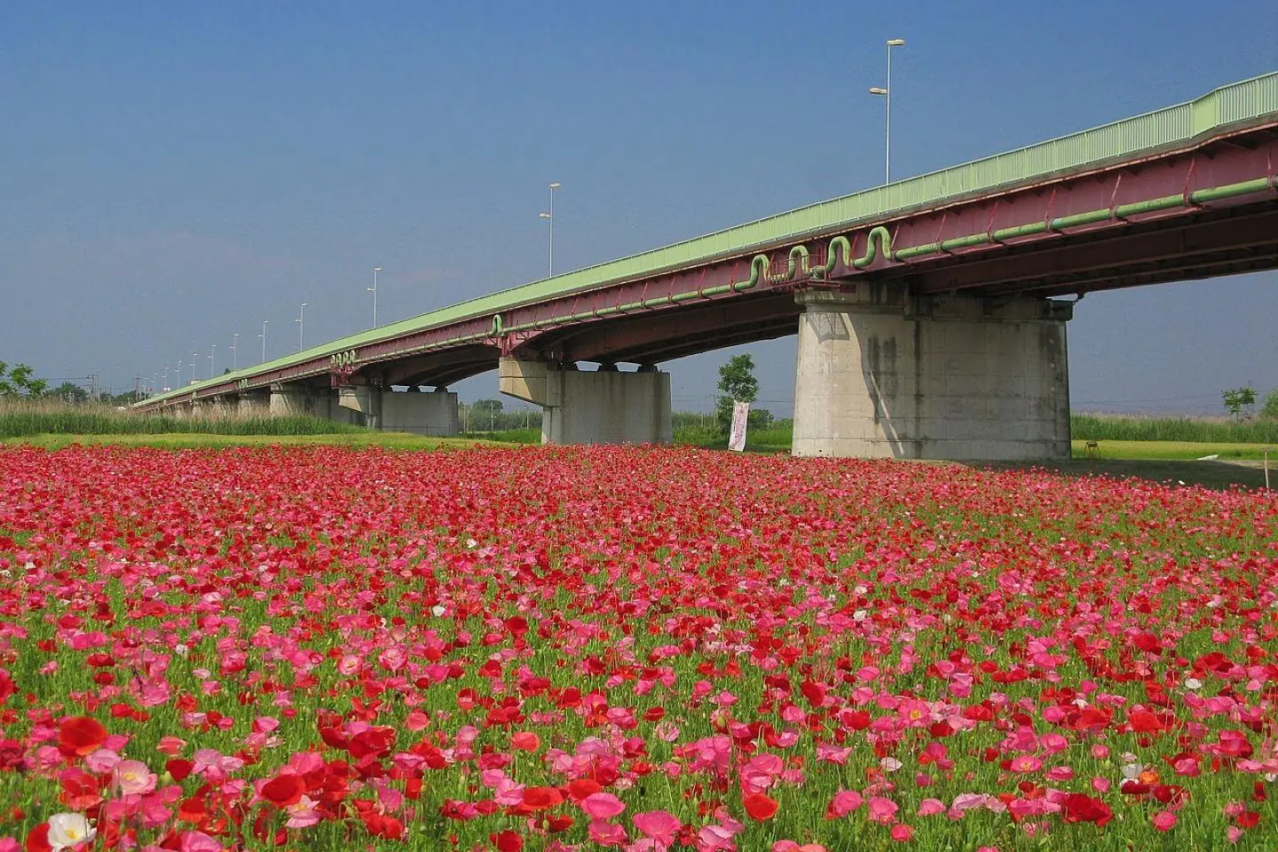Poppies galore in Konosu City (Photo: 京浜にけ / CC BY-SA 3.0)