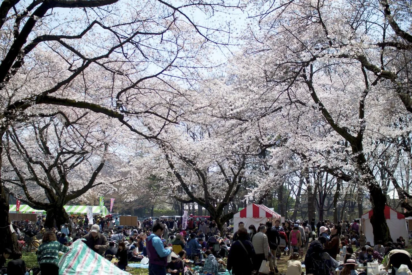 Koganei Park (Photo: Shingo Yoshida / CC BY-NC 2.0)