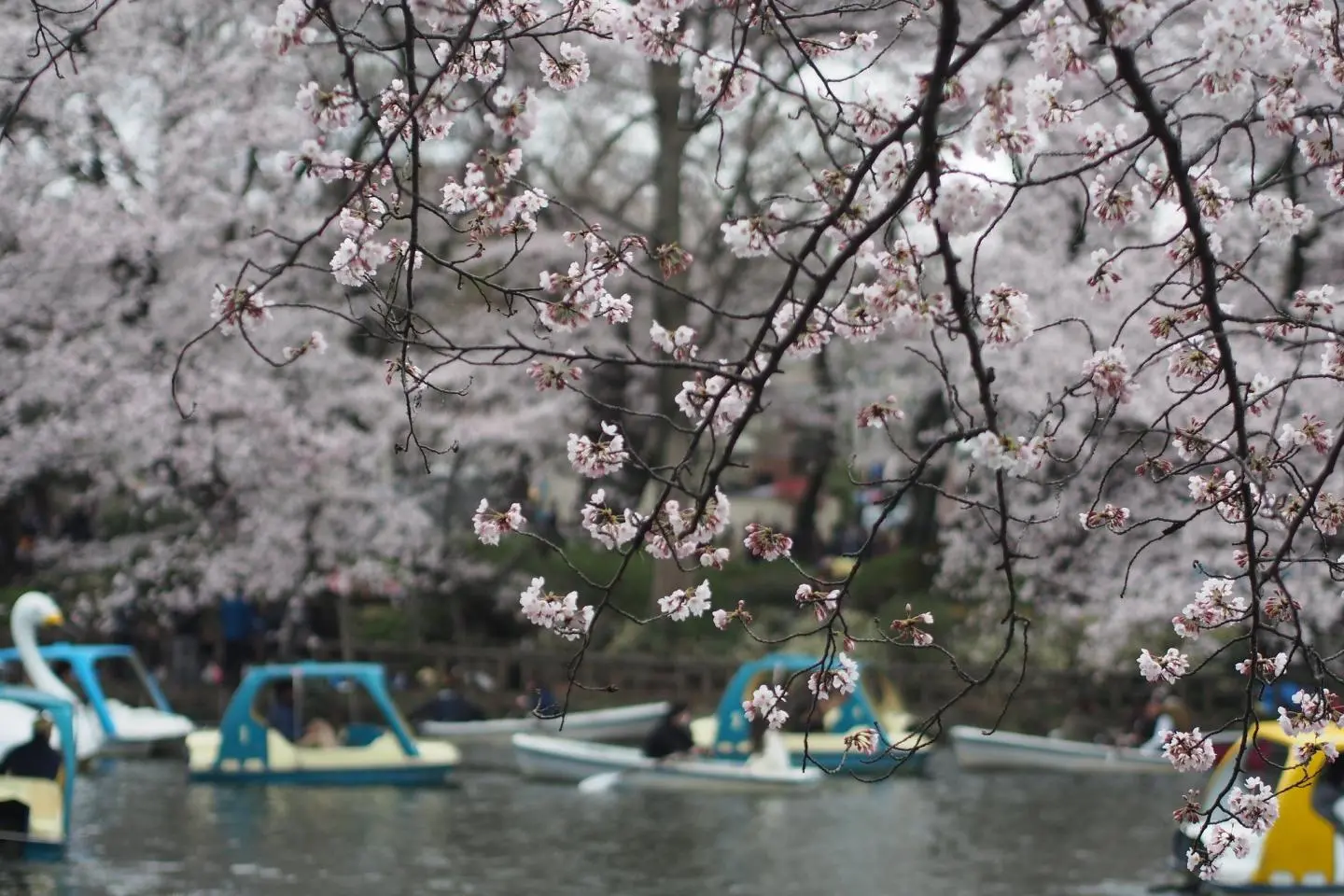 Inokashira Park (Photo: nakashi / CC BY-SA 2.0)