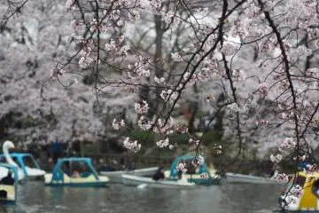 Inokashira Park