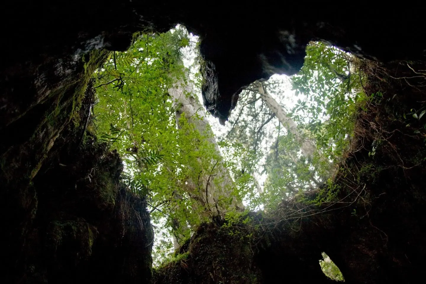 From inside the stump looking up, there is a clearly visible heart shape (Photo: Σ64 / CC BY 3.0)