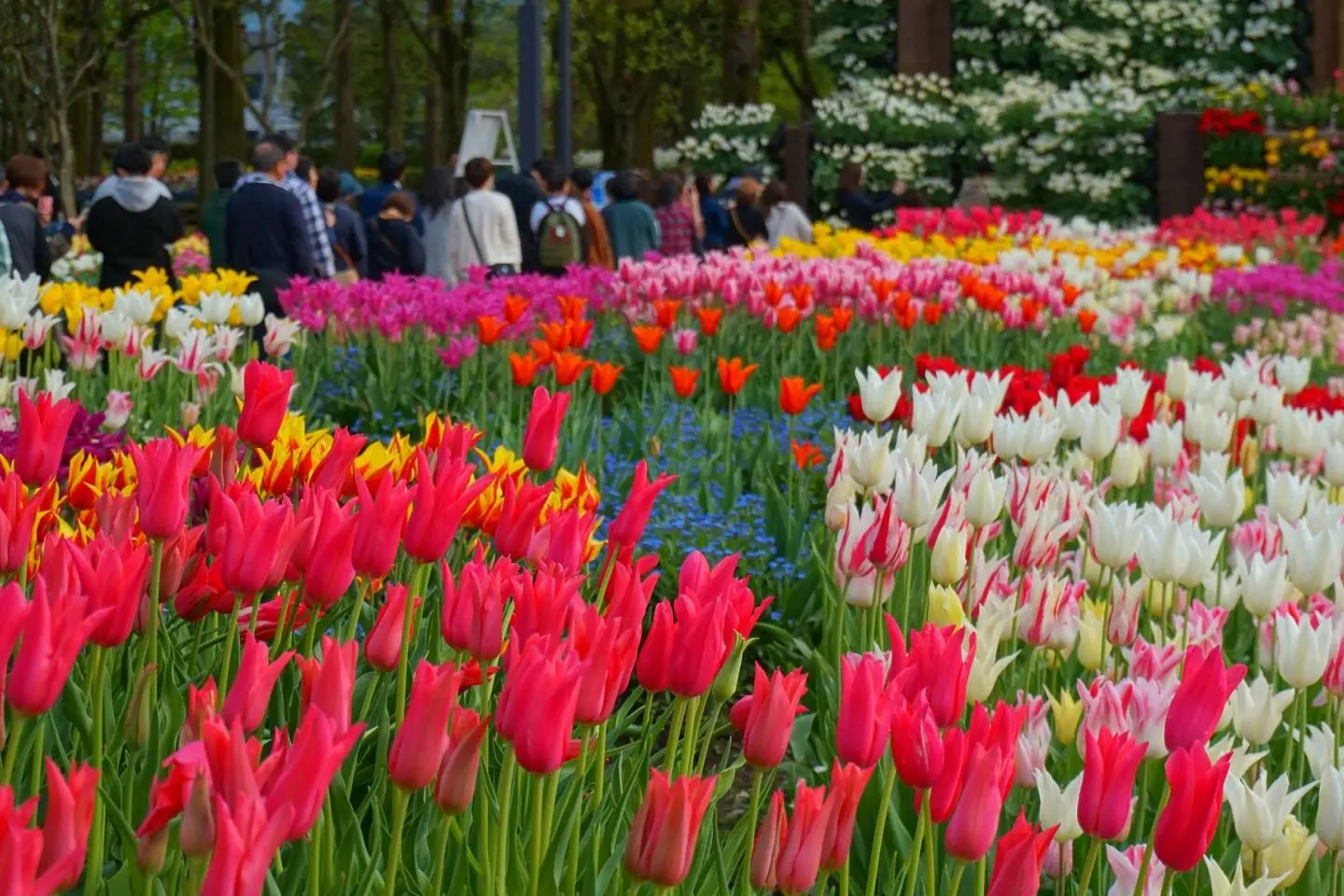 Rows of color at the Tonami Tulip Festival (Photo présentée par 掬茶 / CC BY-SA 4.0)