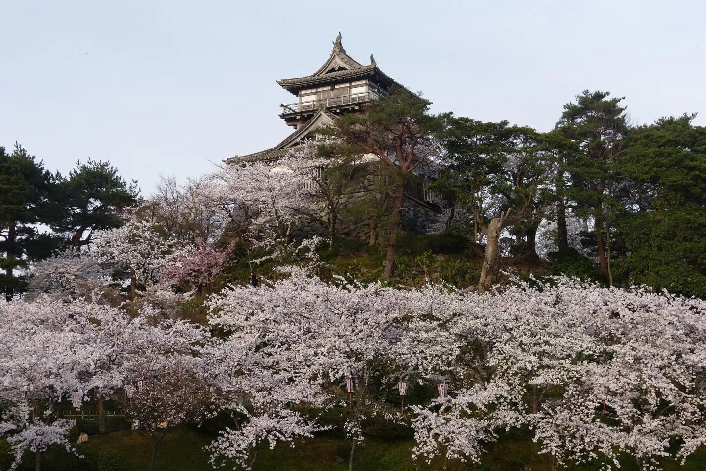 Maruoka Castle surrounded by sakura (Photo: アラツク / CC BY-SA 4.0)