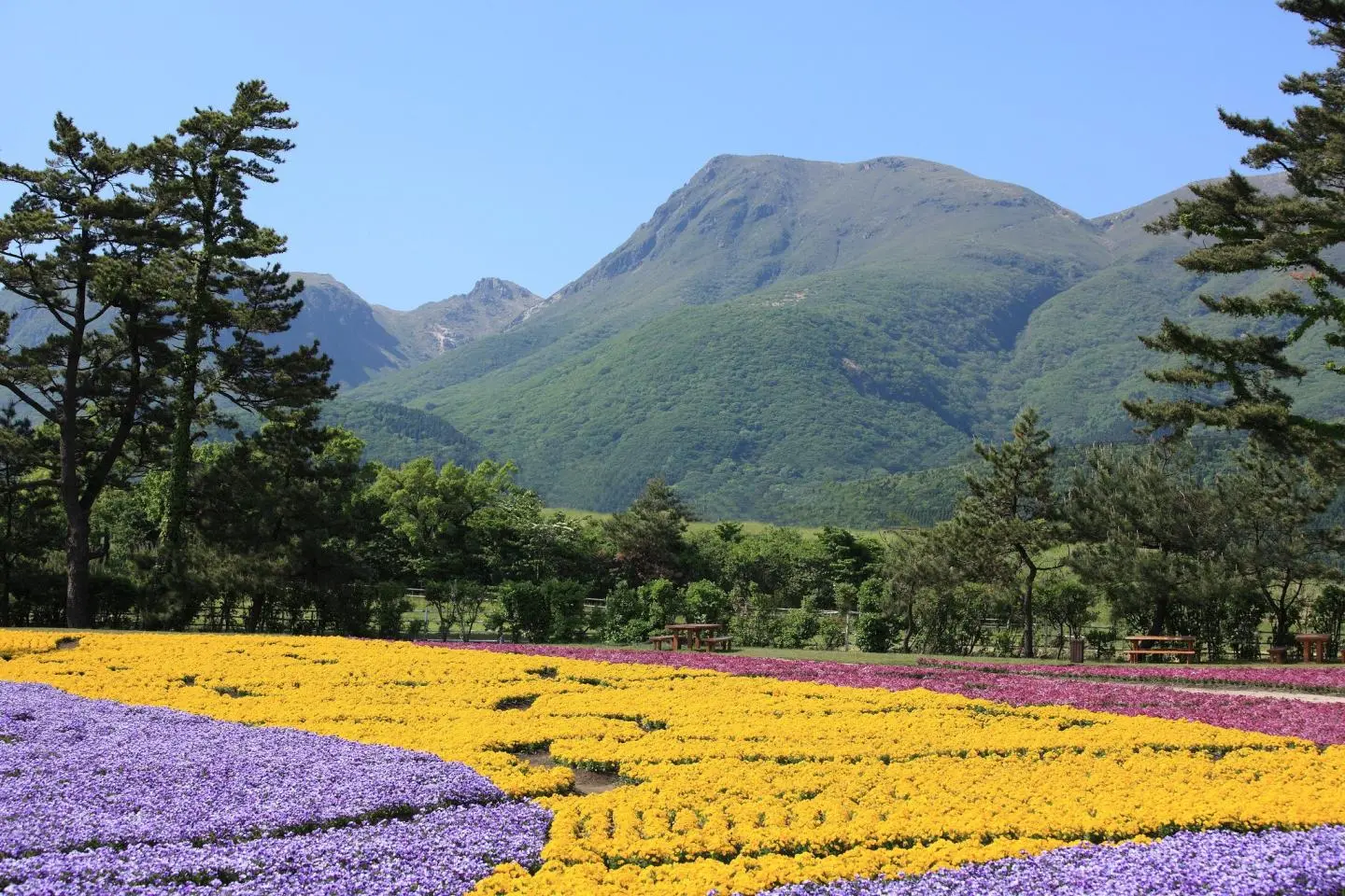 Kuju Flower Park is full of incredible seasonal color (Photo: TANAKA Juuyoh (田中十洋) / CC BY 2.0)