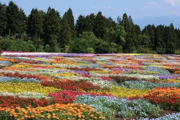 3 Spots for Spring Color in Oita