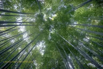 Kamakura Camera  - Hokokuji