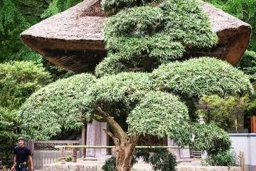 The bell tower with thatched roof
