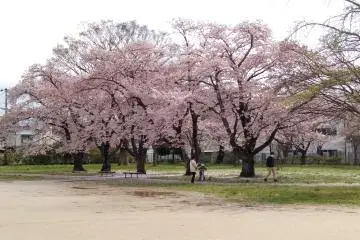 Rows of cherries waiting for your picnic party