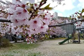 Close-up of cherry blossom petals
