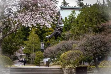 Cherry blossoms and the Butsuden.