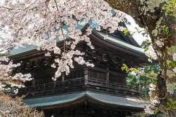 Cherry blossoms and the Sanmon gate.
