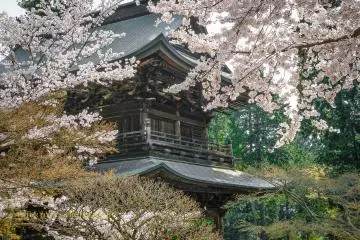 Cherry blossoms in front of the Sanmon gate