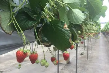 Ripe for the picking.