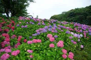 Wakamatsu Hydrangea Festival 2026