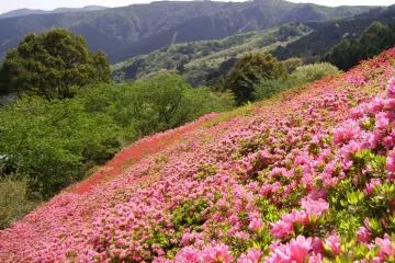Photo: <a href="https://prtimes.jp/main/html/rd/p/000000276.000034888.html" target="_blank" rel="noreferrer noopener nofollow">Seibu Landscape Co., Ltd.</a>