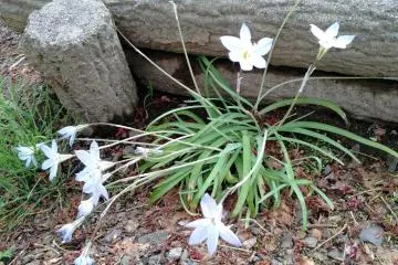 Flowers near the East entrance.