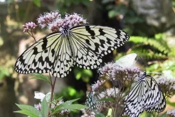 Butterflies, Amazonian fish, animals from Down Under, and more!
