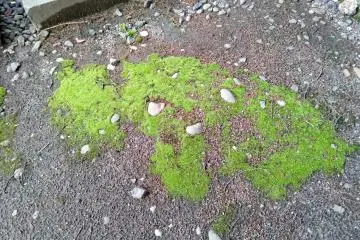 Moss patches around the precincts give off a historic and spiritual vibe