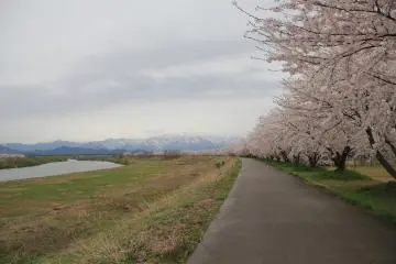 These days, the trees are planted on a sub-embankment, rather than right by the river's edge.