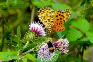 Butterfly and bee on thistles