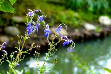 Dainty little flowers near the pond of the garden