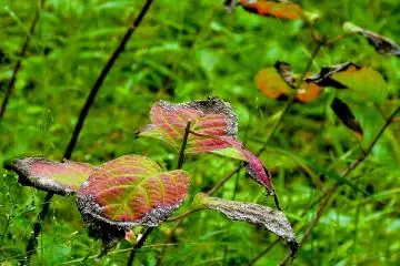Leaves are getting red