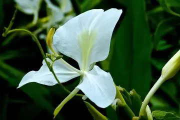 Elegant, white, flowering ginger