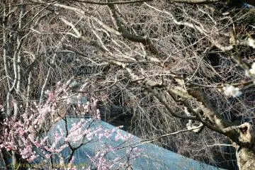 Spring blossoms.