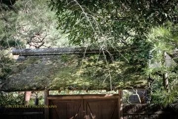  Moss-covered roof of the entrance to the teahouse.