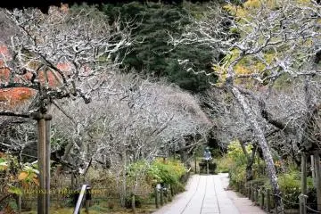 Path through the grounds with Buddha in the distance.