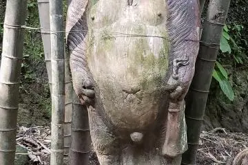 Ceramic badger