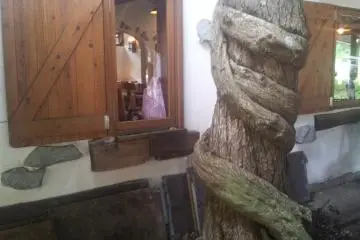 Vine strangling tree