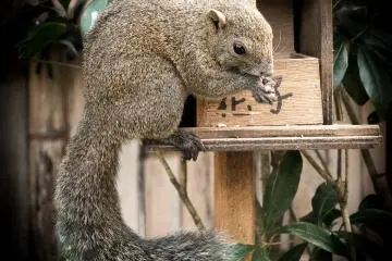 Squirrel at feeding time.