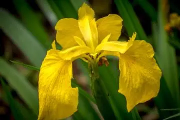  Several meters away I caught sight of this colourful yellow flower
