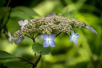  At last a hydrangea!