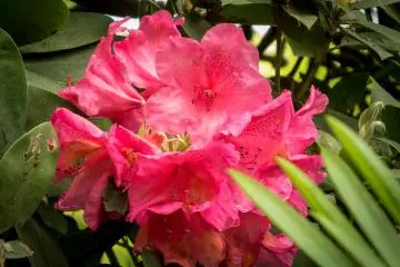A pink azalea in full bloom