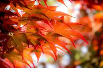  Although early summer is now upon us, it’s easy to mistake the season for autumn when looking at these leaves