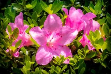I also saw several other different coloured azaleas