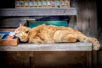 Although its not quite a flower, I couldn’t resist taking a picture of this sleeping cat
