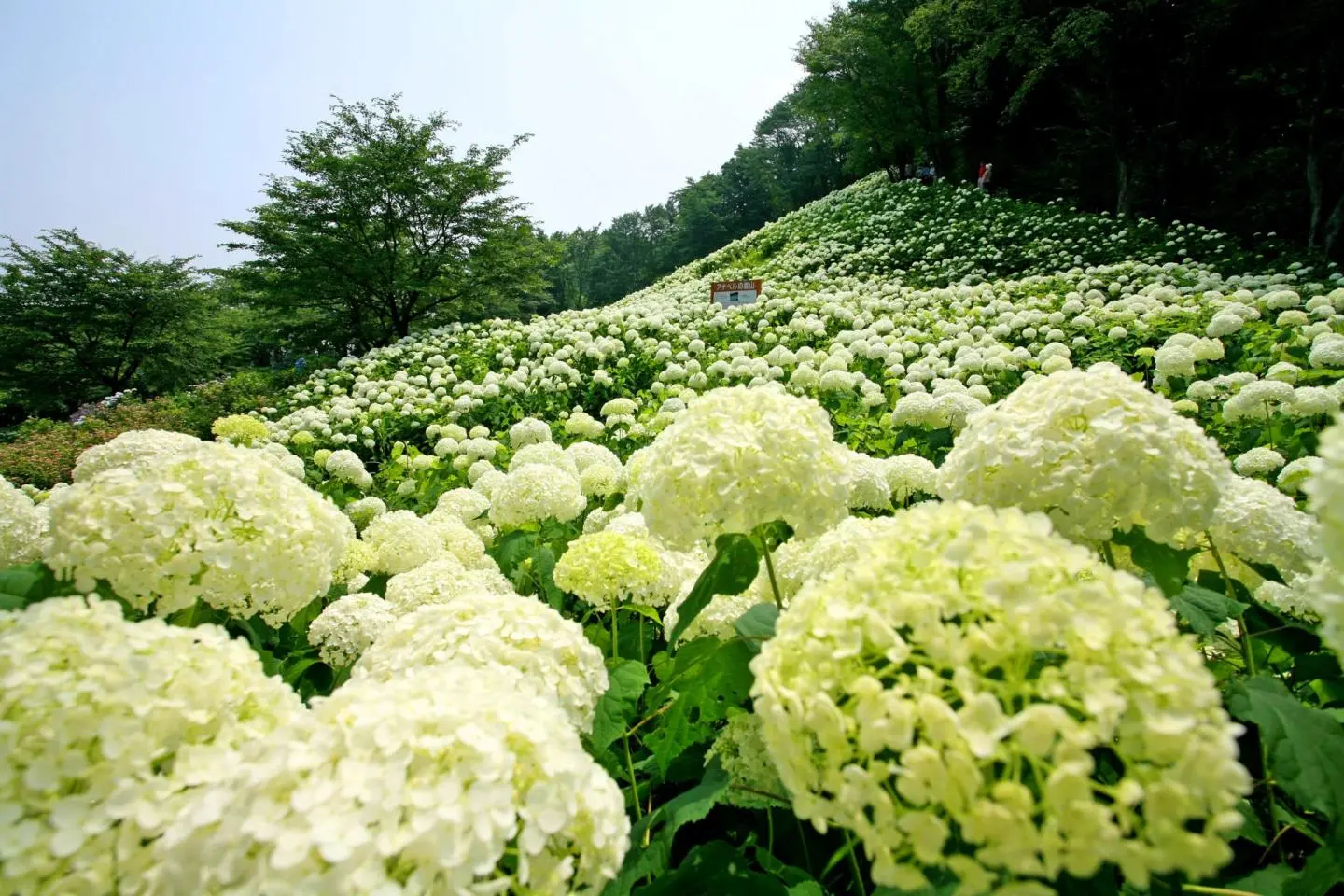 Akigawa Valley Hydrangea Festival 2026