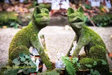 Stone moss-covered foxes
