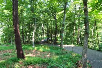 Bird watching forest