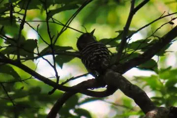 Pygmy Woodpecker