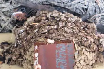 A swallow's nest in middle of Ninomiya Station