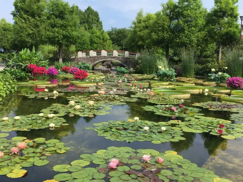 Water Lily Exhibition 2026 - June Events in Shiga - Japan Travel