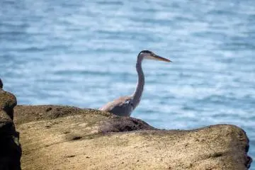 Pacific Reef Heron