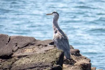 Many of these birds were looking for fish