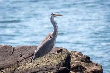 This was probably the closest I have every seen one of these birds