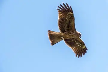 Many of these birds are constantly looking for food